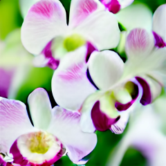 Свежие орхидеи дендробиум